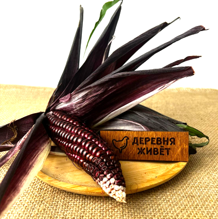 Кукуруза "Каберне"